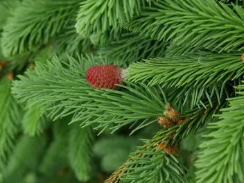 Ilustracja rośliny świerk koreański