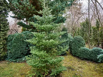 Świerk koreański - zdjęcie 2