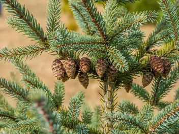 Świerk koreański - zdjęcie 3