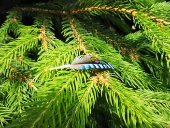 Świerk koreański - zdjęcie 4