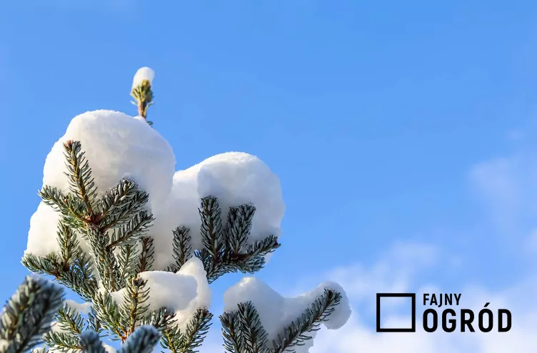 Świerk koreański - zdjęcie 5