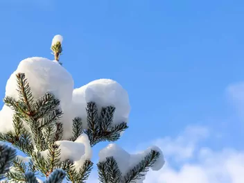 Świerk koreański - zdjęcie 5