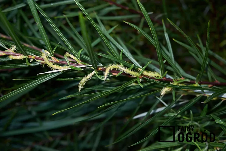 Wierzba siwa 'Angustifolia'