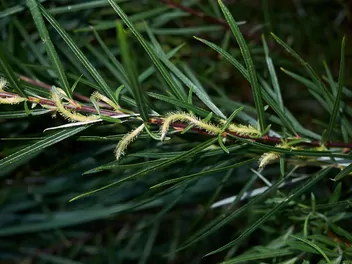 Ilustracja rośliny wierzba siwa 'angustifolia'