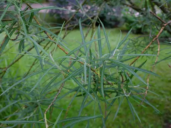Wierzba siwa 'Angustifolia' - zdjęcie 2