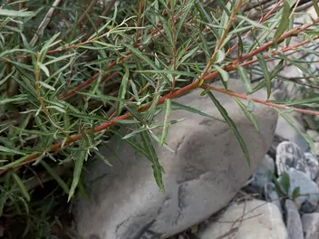 Wierzba siwa 'Angustifolia' - zdjęcie 3