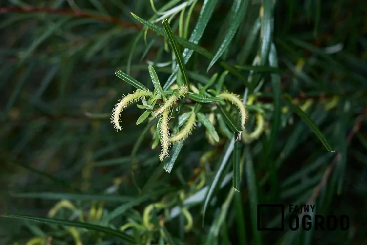 Wierzba siwa 'Angustifolia'