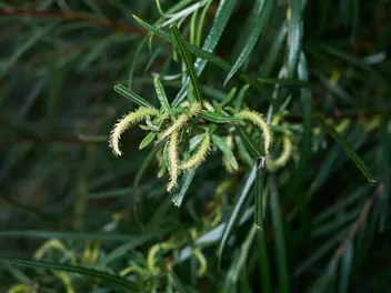 Wierzba siwa 'Angustifolia' - zdjęcie 4