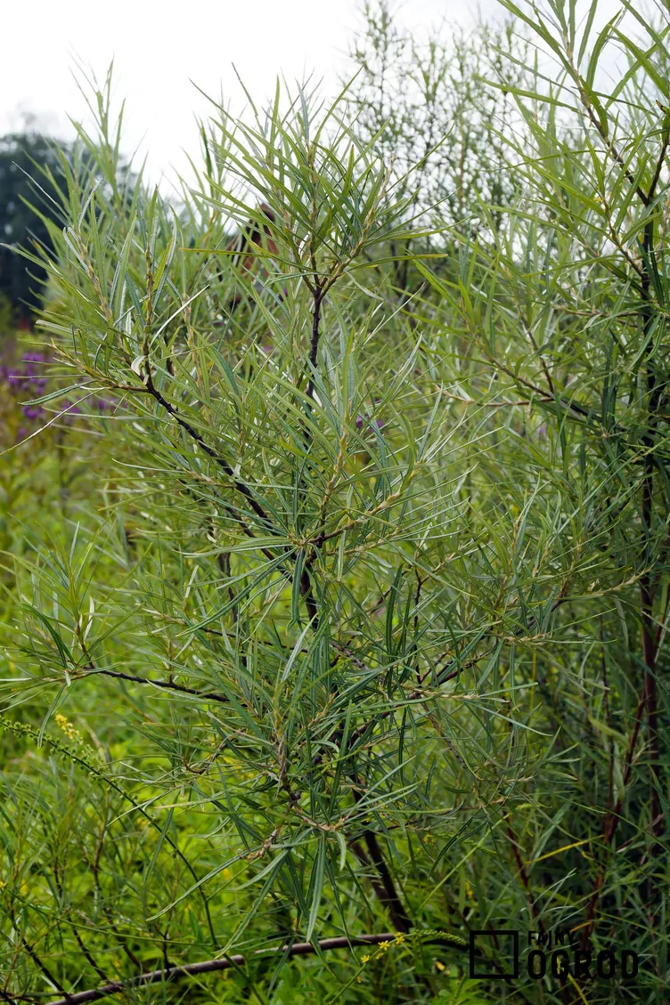 Wierzba siwa 'Angustifolia' - zdjęcie 5