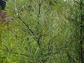 Wierzba siwa 'Angustifolia' - zdjęcie 5