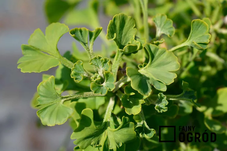 Miłorząb dwuklapowy 'Mariken'