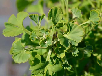 Ilustracja rośliny miłorząb dwuklapowy 'mariken'