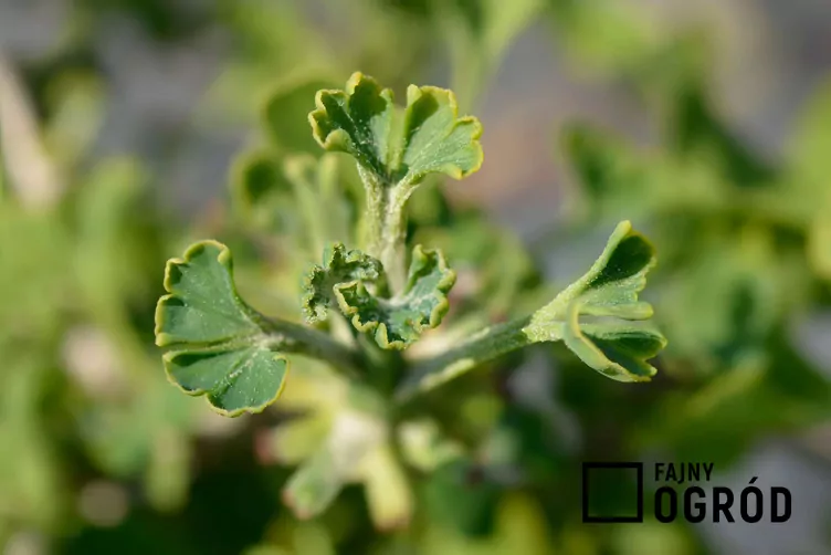 Miłorząb dwuklapowy 'Mariken'