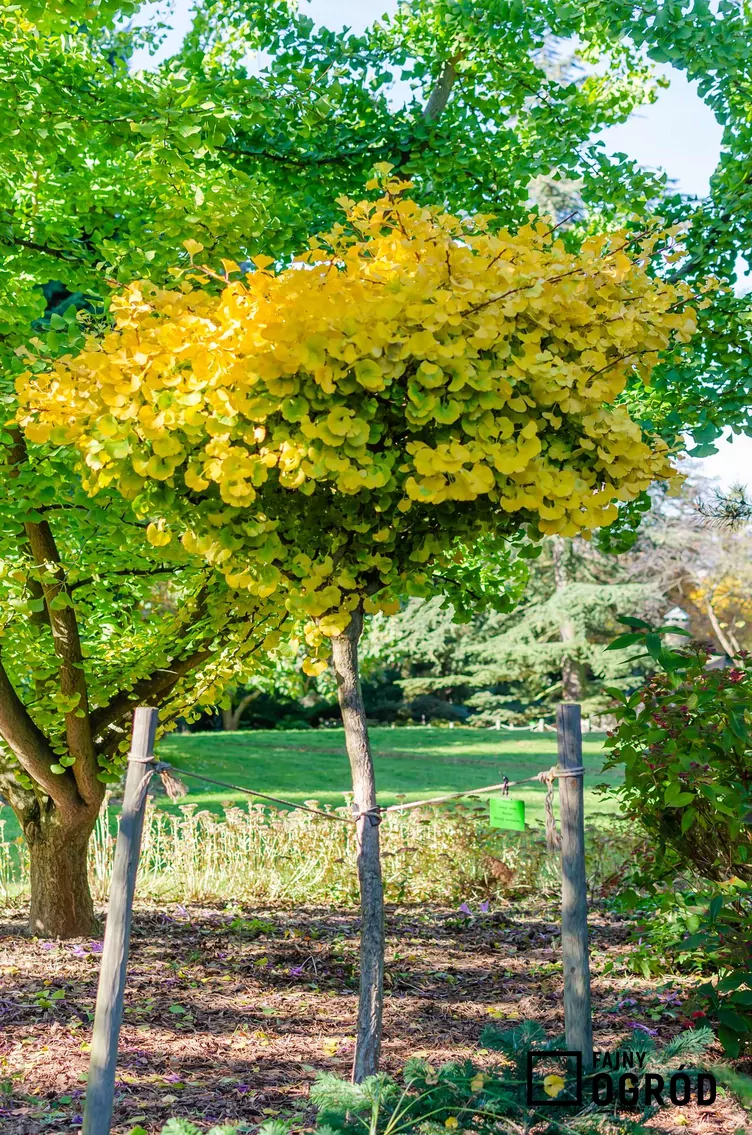 Miłorząb dwuklapowy 'Mariken' - zdjęcie 5