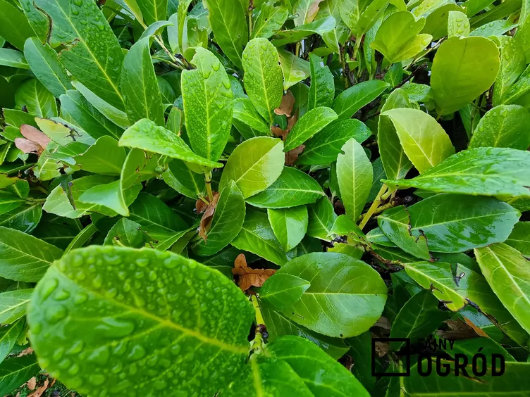 Laurowiśnia wschodnia 'Rotundifolia'