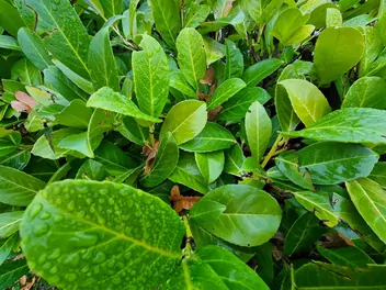 Ilustracja rośliny laurowiśnia wschodnia 'rotundifolia'