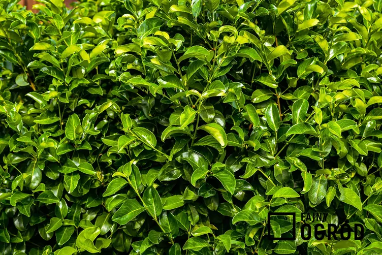 Laurowiśnia rotundifolia