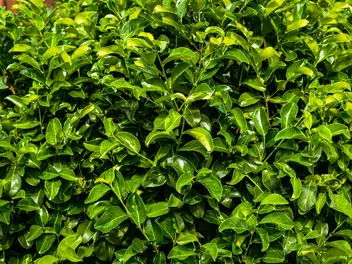 Laurowiśnia wschodnia 'Rotundifolia' - zdjęcie 2