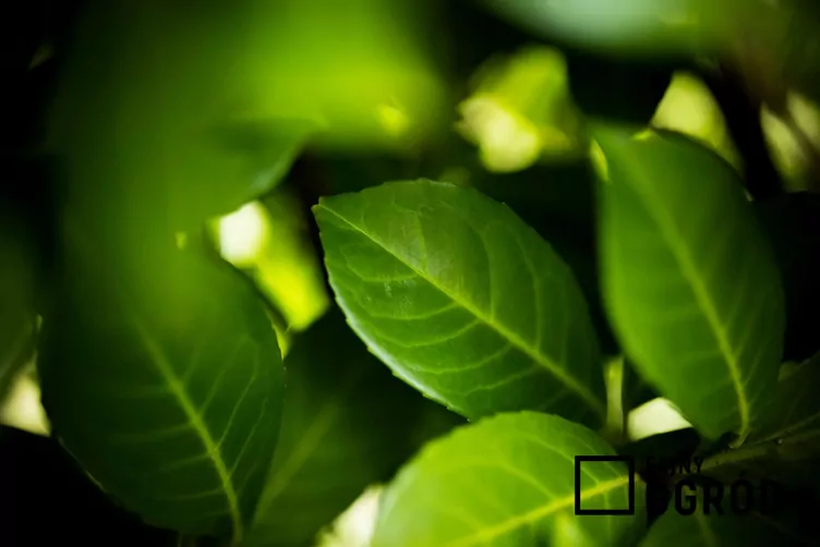 Laurowiśnia wschodnia 'Rotundifolia'