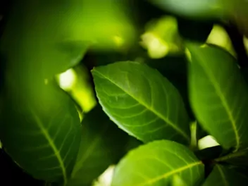 Laurowiśnia wschodnia 'Rotundifolia' - zdjęcie 3