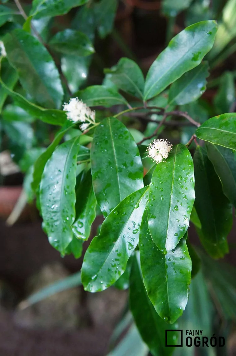 Laurowiśnia wschodnia 'Rotundifolia'