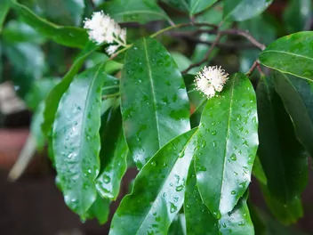 Laurowiśnia wschodnia 'Rotundifolia' - zdjęcie 4