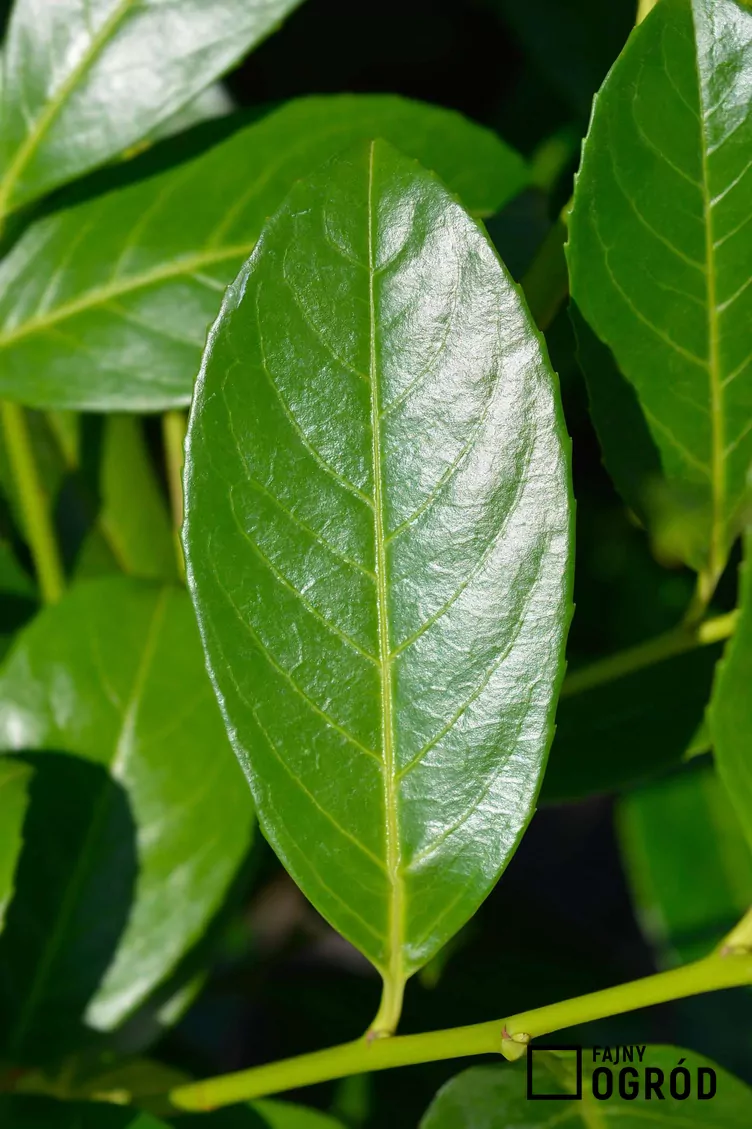 Laurowiśnia wschodnia 'Rotundifolia' - zdjęcie 5