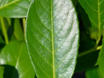 Laurowiśnia wschodnia 'Rotundifolia' - zdjęcie 5