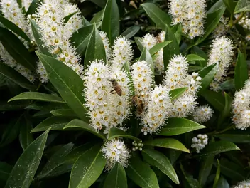 Ilustracja rośliny laurowiśnia wschodnia 'otto luyken'