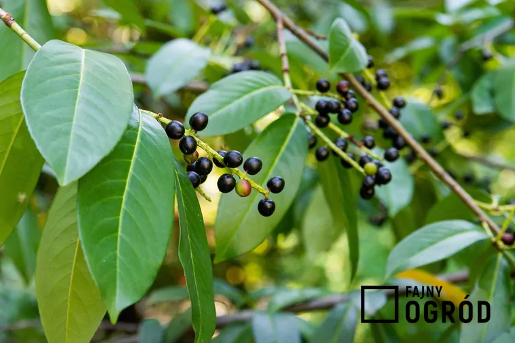 Laurowiśnia otto luyken