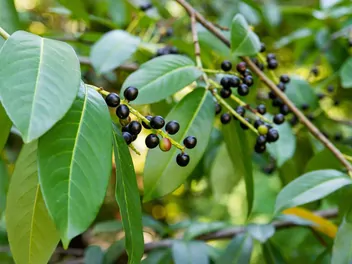 Laurowiśnia wschodnia 'Otto Luyken' - zdjęcie 2