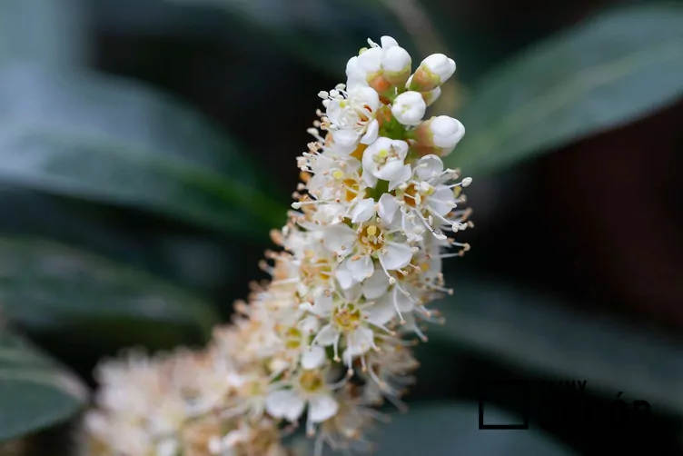 Laurowiśnia wschodnia 'Otto Luyken'