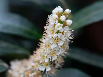 Laurowiśnia wschodnia 'Otto Luyken' - zdjęcie 3