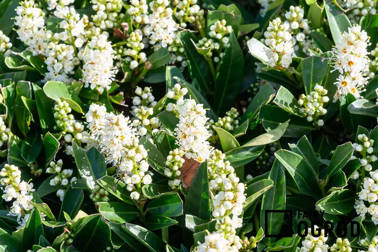 Laurowiśnia wschodnia 'Otto Luyken'