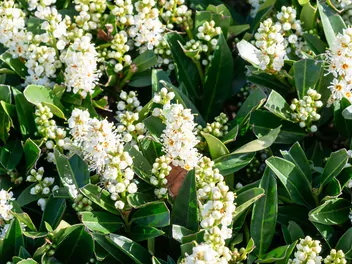 Laurowiśnia wschodnia 'Otto Luyken' - zdjęcie 4
