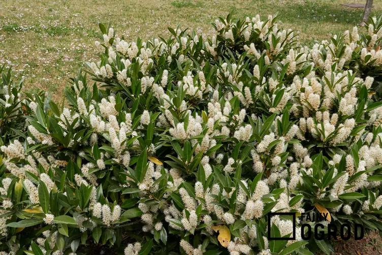 Laurowiśnia wschodnia 'Otto Luyken' - zdjęcie 5