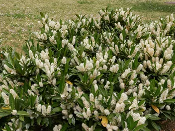 Laurowiśnia wschodnia 'Otto Luyken' - zdjęcie 5