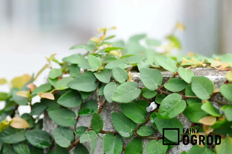 Figowiec pnący - zdjęcie 5