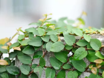 Figowiec pnący - zdjęcie 5