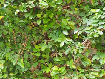 Zdjęcie ilustrujące figowiec pnący