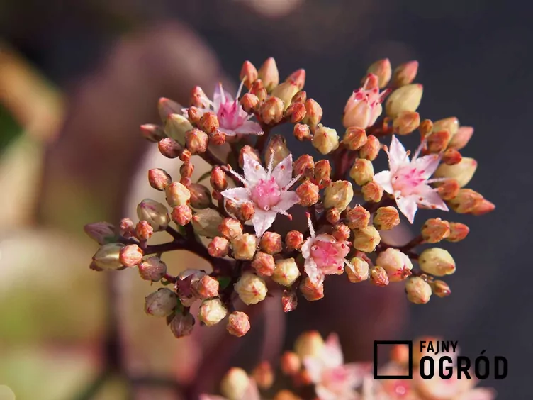 Rozchodnikowiec karpacki 'Matrona'