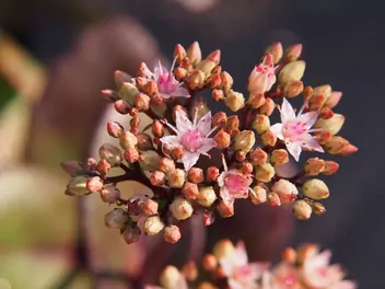 Ilustracja rośliny rozchodnikowiec karpacki 'matrona'