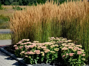 Rozchodnikowiec karpacki 'Matrona' - zdjęcie 3