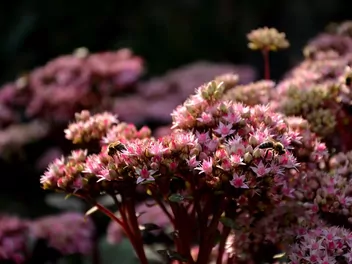 Rozchodnikowiec karpacki 'Matrona' - zdjęcie 4