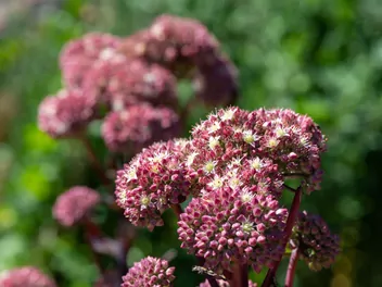 Ilustracja rośliny rozchodnikowiec karpacki