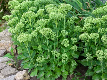 Rozchodnikowiec karpacki - zdjęcie 2