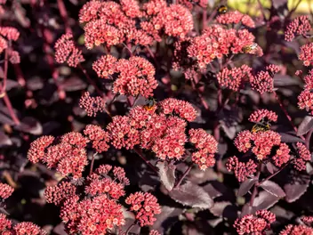 Rozchodnikowiec karpacki - zdjęcie 3