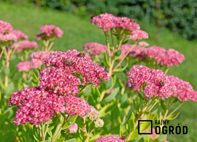 Rozchodnikowiec karpacki