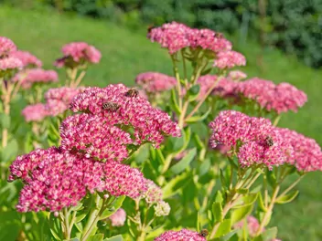 Rozchodnikowiec karpacki - zdjęcie 4