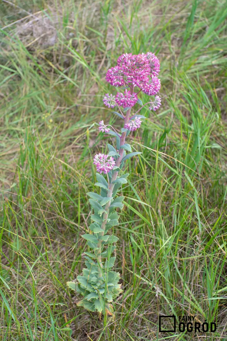 Rozchodnikowiec karpacki - zdjęcie 5